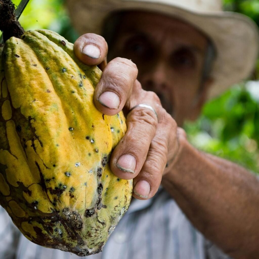 A farmer's hand holding a ripe cacao pod during the harvest season in a lush plantation.