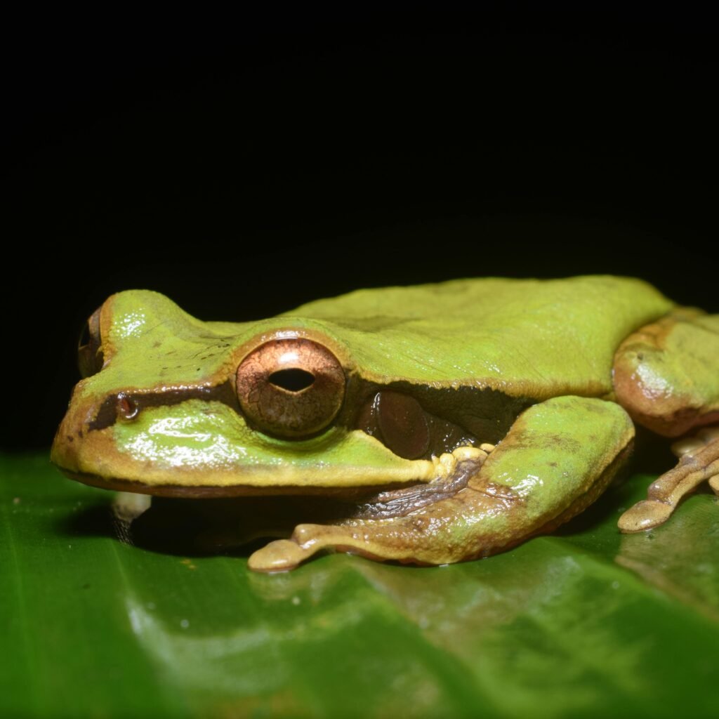 Detailed close-up of a Masked Tree Frog (Smilisca phaeota) on a green leaf in a dark setting, emphasizing its vibrant colors.